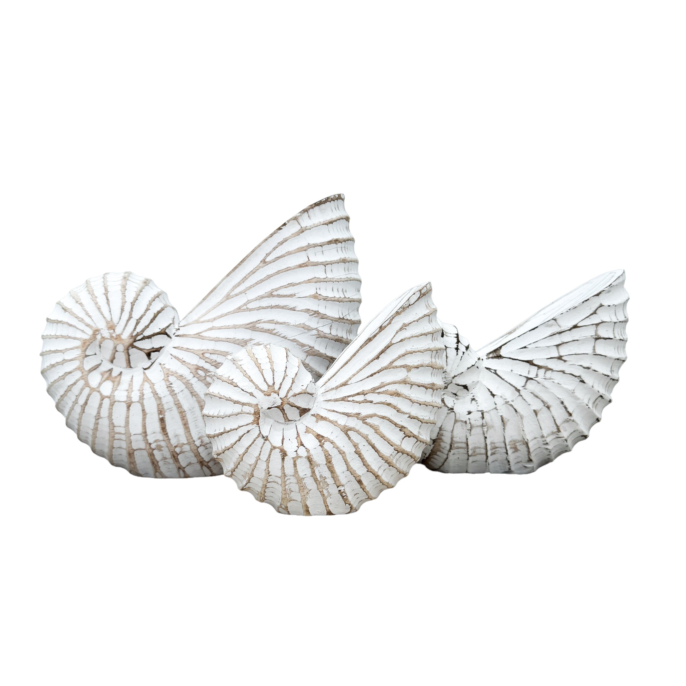 Wooden Nautilus Shell | White | 3 Sizes Available