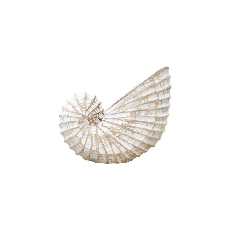 Wooden Nautilus Shell | Natural | 3 Sizes Available